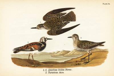 Amerikansk gullhår, Pluvialis dominica 1,2, og rødbrun vendestein, Arenaria interpres vendestein 3 av John James (after) Audubon