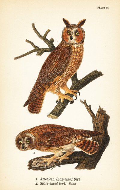 Amerikansk langøreugle, Asio otus 1, og kortøreugle med byttedyr, Asio flammeus 2, hanner av John James (after) Audubon