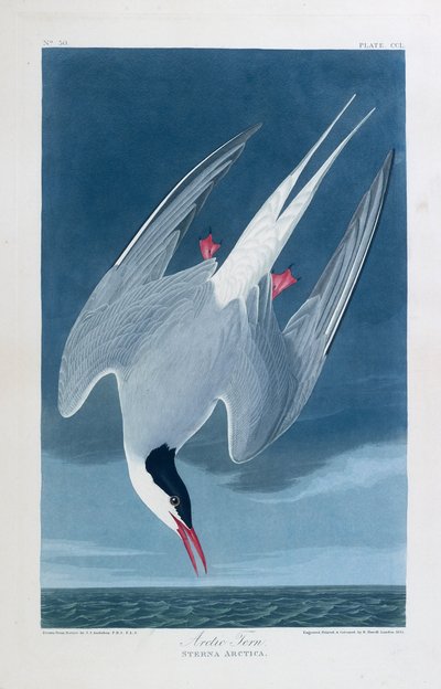  av John James (after) Audubon