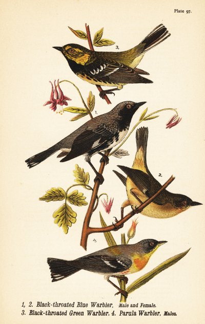 Svartstrupet blåsanger, Setophaga caerulescens 1,2, svartstrupet grønnsanger, Setophaga virens 3 og nordlig parula, Setophaga americana 4 av John James (after) Audubon