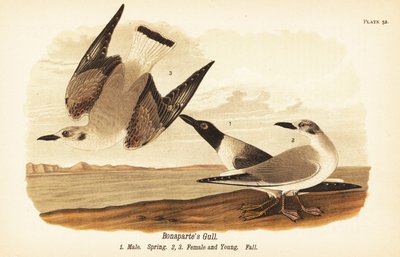 Bonapartes måke, Chroicocephalus philadelphia, hann vår 1, hunn 2 og ung 3 i høstfjærdrakt av John James (after) Audubon