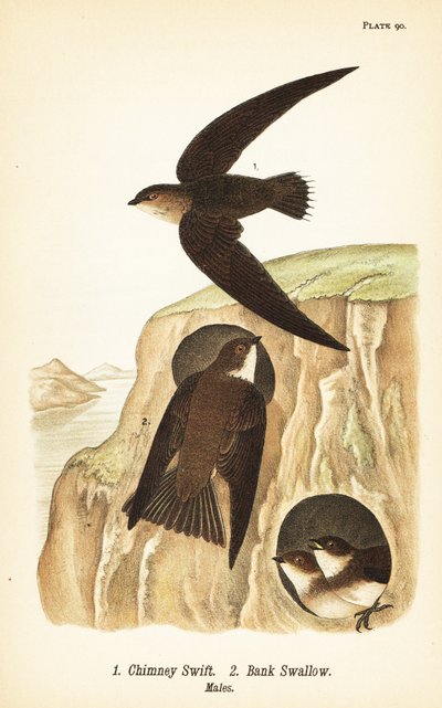 Skorsteinssvale, Chaetura pelagica 1, banksvale, Riparia riparia 2, hanner av John James (after) Audubon