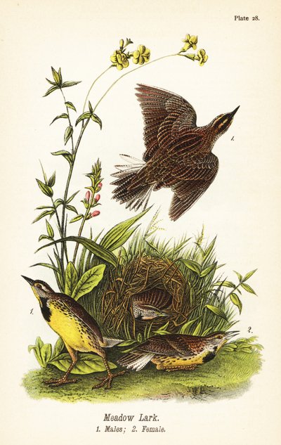 Østre englerk, Sturnella magna av John James (after) Audubon