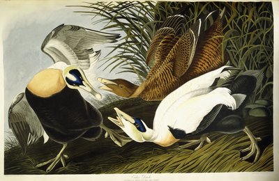 Ærfugl, hann og hunn av John James (after) Audubon