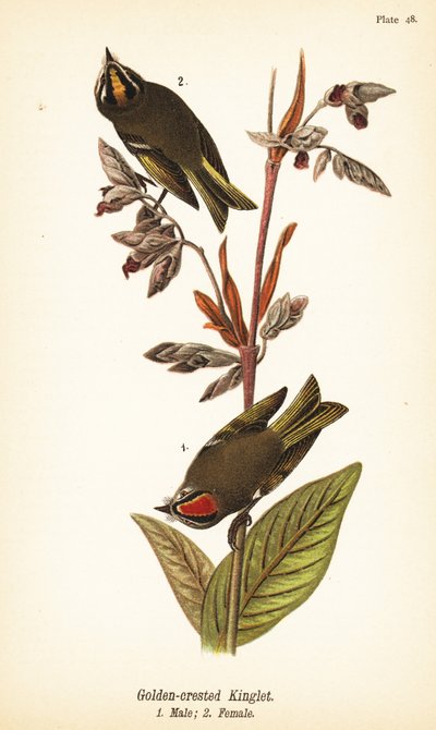 Gullkronet konge, Regulus satrapa av John James (after) Audubon