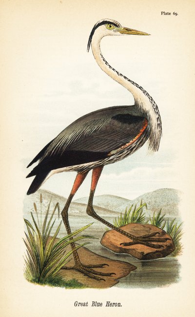 Stor blåhegre, Ardea herodias av John James (after) Audubon