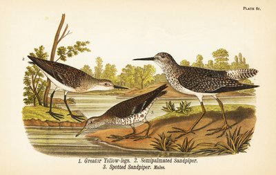 Større gule bein, Tringa melanoleuca 1, semipalmated sandpiper, Calidris pusilla 2, og spotted sandpipe, Actitis macularius 3 av John James (after) Audubon