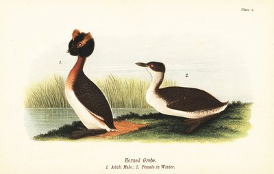 Horndykker, Podiceps auritus, voksen hann 1 og hunn i vinterfjærdrakt av John James (after) Audubon