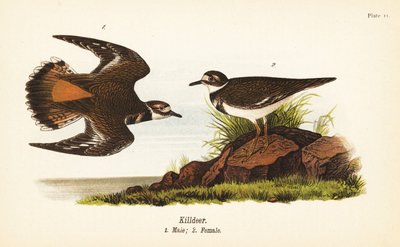 Killdeer, Charadrius vociferus, hann 1, hunn 2 av John James (after) Audubon