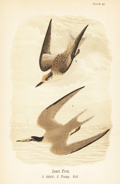 Terne, Sternula antillarum, voksen 1, ung, fallfjærdrakt 2 av John James (after) Audubon