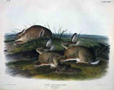 Lepus Artemesia (Worm Wood Hare), plate 88 fra 
