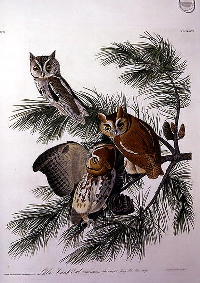 Little Screech Owl, fra 