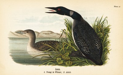 Loon, Gavia immer, ung om vinteren 1, voksen 2 av John James (after) Audubon