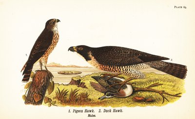 Merlin, Falco columbarius 1 og vandrefalk med and, Falco peregrinus 2 av John James (after) Audubon