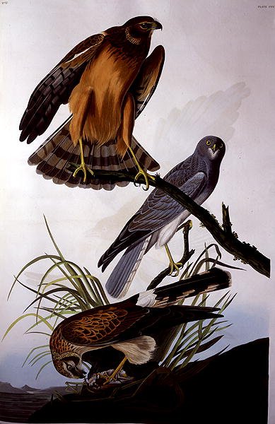 Northern Harrier (Marsh Hawk), fra 