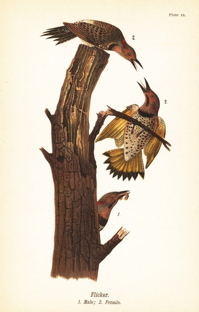 Nordlig flimmer, Colaptes auratus av John James (after) Audubon
