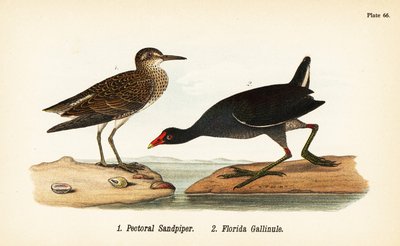 Pectoral sandpiper, Calidris melanotos 1, og vanlig gallinule, Gallinula galeata 2 av John James (after) Audubon