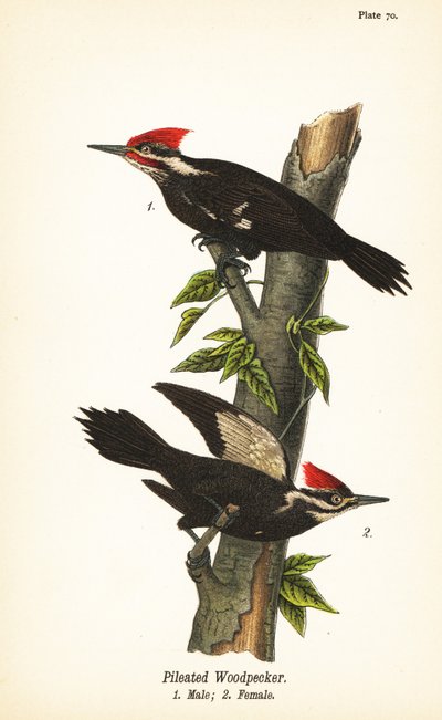 Pilet spett, Dryocopus pileatus, hann 1, hunn 2 av John James (after) Audubon