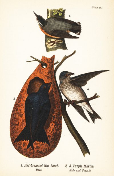 Rødbrystet nøttre, Sitta canadensis, hann 1, og lilla martin, Progne subis, hann 2, og hunn 3 av John James (after) Audubon