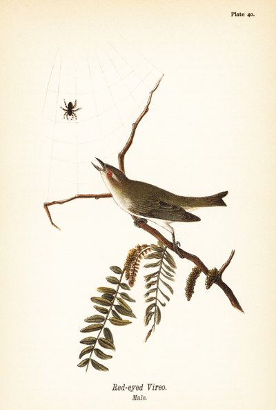 Rødøyet vireo, Vireo olivaceus, hann av John James (after) Audubon
