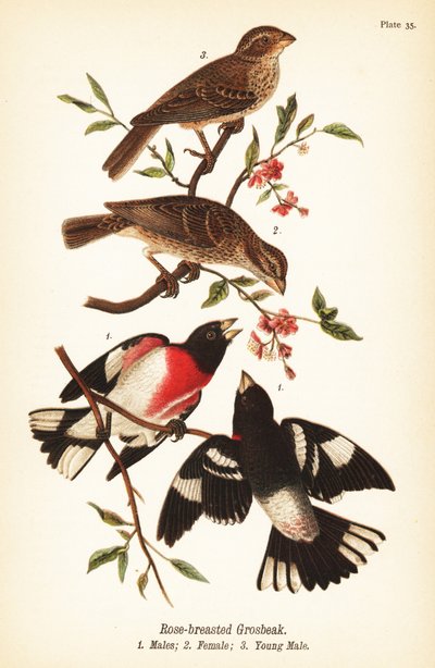 Rosebryst gronebb, Pheucticus ludovicianus av John James (after) Audubon