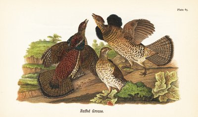 Ruffet rype, Bonasa umbellus av John James (after) Audubon