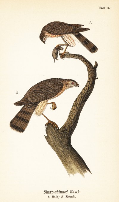 Skarpt hauk, Accipiter striatus, hann med byttedyr 1, hunn 2 av John James (after) Audubon