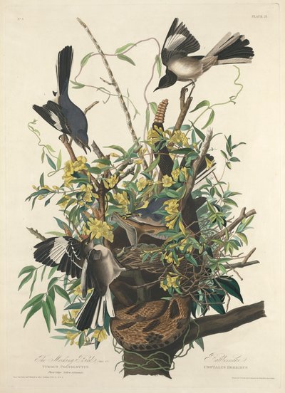 The Mocking Bird av John James (after) Audubon