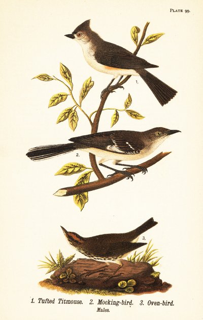 Tuetmeis, Baeolophus bicolor, nordlig spottfugl, Mimus polyglottos og ovnsfugl, Seiurus aurocapilla av John James (after) Audubon