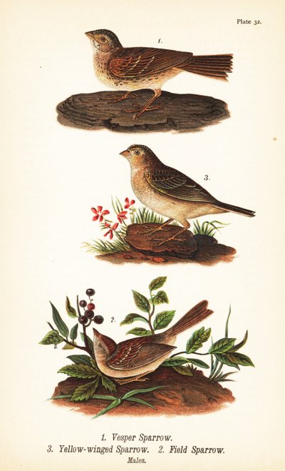 Vesperspurv, Pooecetes gramineus 1, gresshoppespurv, Ammodramus savannarum 2 og åkerspurv, Spizella pusilla 3 av John James (after) Audubon
