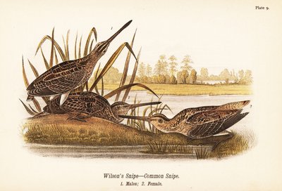 Wilsons snipe eller vanlig snipe, Gallinago delicata, hanner 1, hunner 2 av John James (after) Audubon