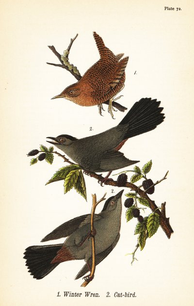 Vintersmørke, Troglodytes hiemalis 1 og grå kattfugl, Dumetella carolinensis kattefugl 2 av John James (after) Audubon