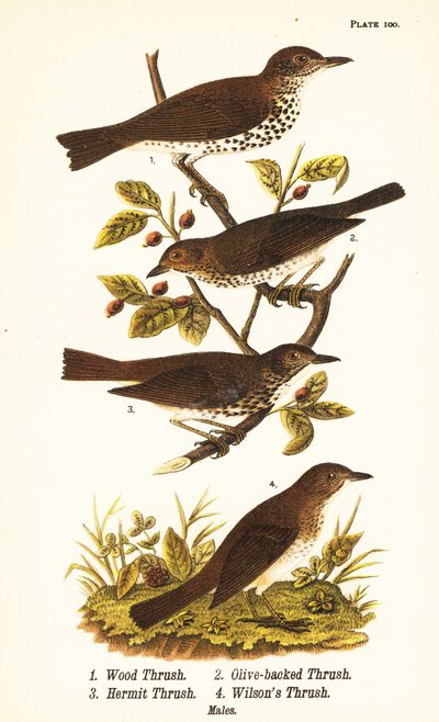 Tretrost, Hylocichia mustelina 1, Swainsons trost, Catharus ustulatus 2, olivenrygg trost eller eremitttrost, Catharus guttatus 3, og gultrost eller Wilsons trost, Catharus fuscescens 4 av John James (after) Audubon