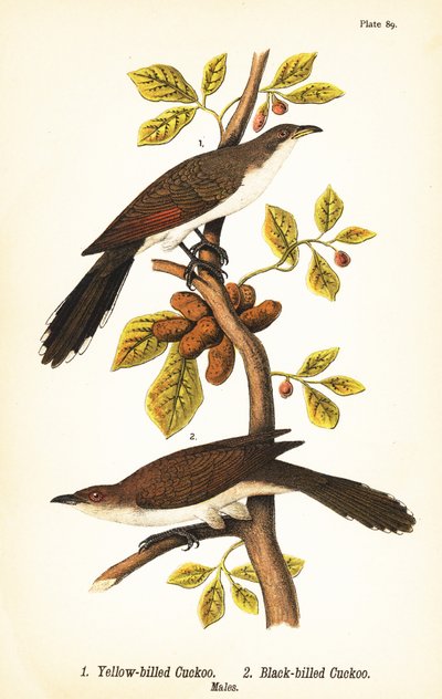 Gulnebbgjøk, Coccyzus americanus 1, og svartnebbgjøk, Coccyzus erythropthalmus 2, hanner av John James (after) Audubon