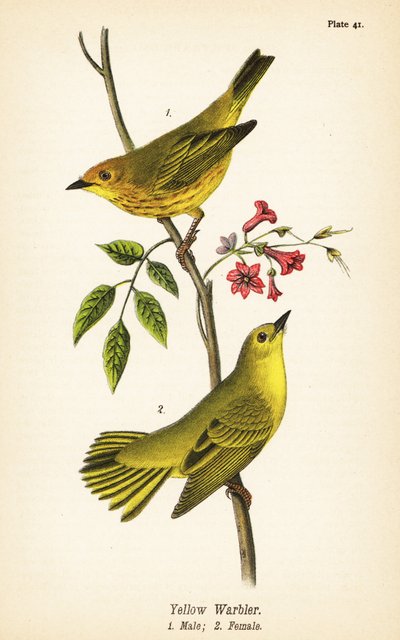 Gulsanger, Setophaga petechia, hann 1, hunn 2 av John James (after) Audubon