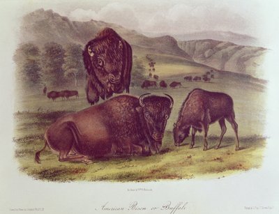 American Bison or Buffalo, fra 