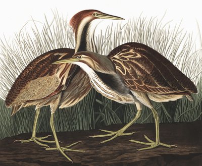 American Bittern, Botaurus Lentiginosus, fra "The Birds of America" av John J. Audubon, pub. 1827-38 av John James Audubon