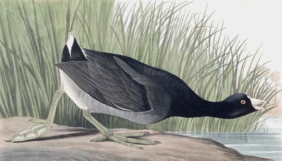 American Coot, Fulica Americana, fra "The Birds of America" av John J. Audubon, pub. 1827-38 av John James Audubon