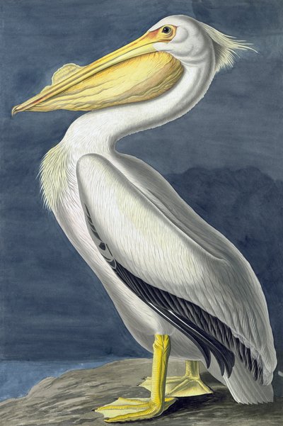 American White Pelican, Pelecanus Erythrorhynchos, fra "The Birds of America" av John J. Audubon, pub. 1827-38 av John James Audubon