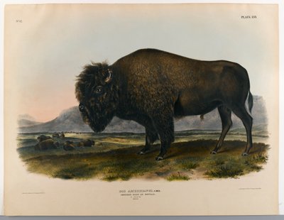 Amerikansk bison eller bøffel av John James Audubon