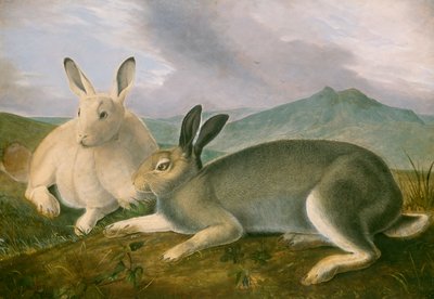 Arctic Hare, ca. 1841 (penn og svart blekk med akvarell og oljemaling på papir) av John James Audubon
