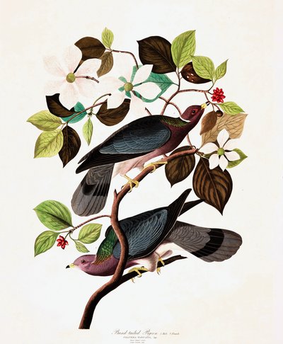 Band Tailed Pigeon, Columba Fasciata, fra "The Birds of America" av John J. Audubon, pub. 1827-38 av John James Audubon