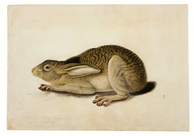  av John James Audubon