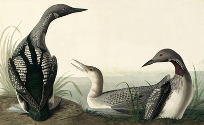 Blackthroated Diver, Colymbus Arcticus, fra "The Birds of America" av John J. Audubon, pub. 1827-38 av John James Audubon
