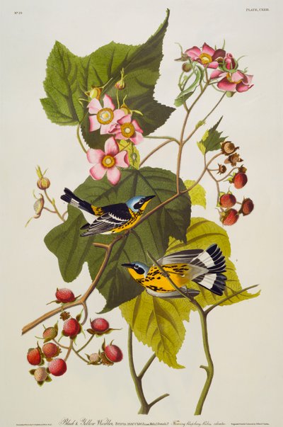 Svart og gul sangsanger. Magnoliasanger av John James Audubon