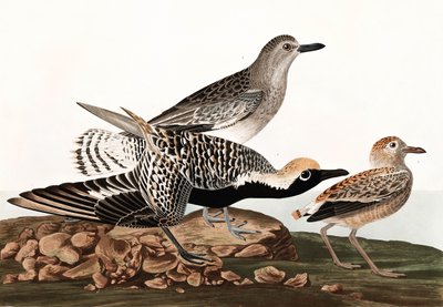 Black Bellied Plover, Charadrius Helveticus, fra "The Birds of America" av John J. Audubon, pub. 1827-38 av John James Audubon