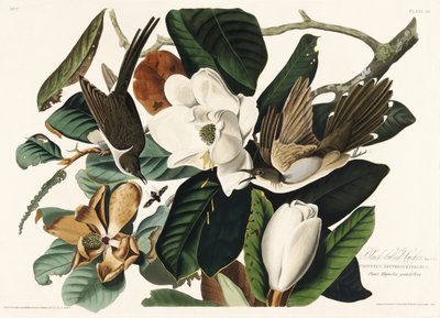 Svartnebbet gjøk fra *Birds of America* (1827) av John James Audubon