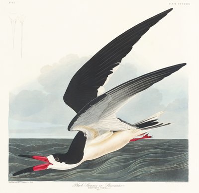 Svart skimmer fra *Birds of America* (1827) av John James Audubon