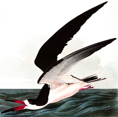 Black Skimmer eller Shearwater, Rhincops Nigra, fra "The Birds of America" av John J. Audubon, pub. 1827-38 av John James Audubon