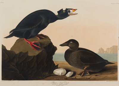 Black or Surf Duck, 1836 (wc på papir) av John James Audubon